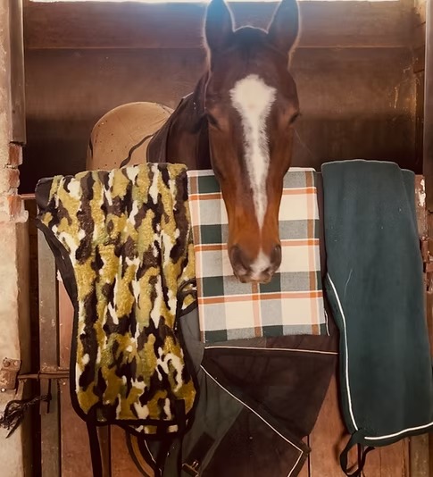 Riñoneras para caballos